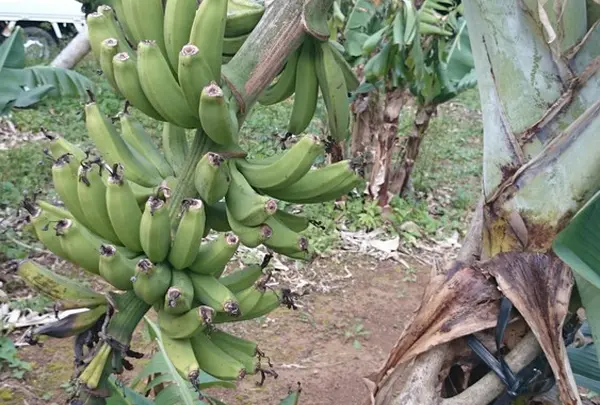 ジャム材料の島バナナ