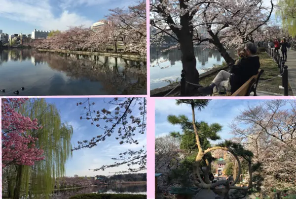 上野公園の桜は、にぎやかさいちばん