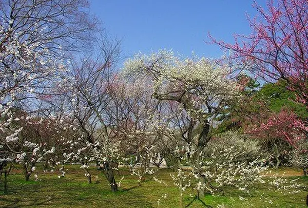 出水のしだれ桜の写真・動画_image_71497