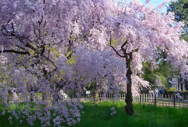 近衛邸跡の桜