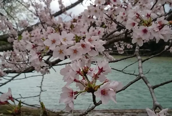 宮川沿いに並ぶ桜