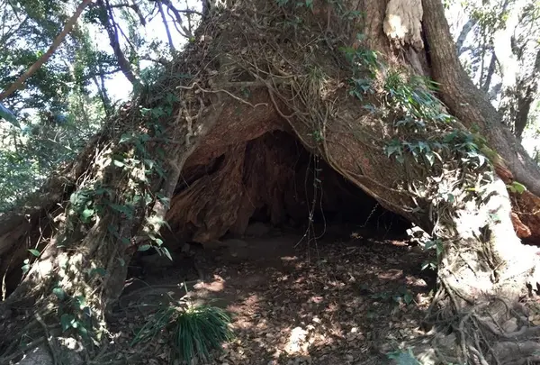大木の穴