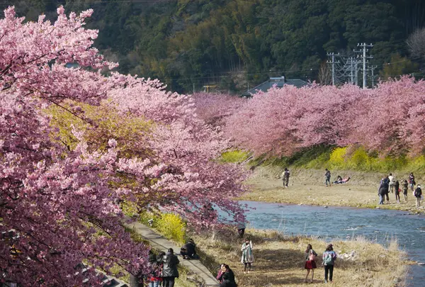 桜と菜の花の河原