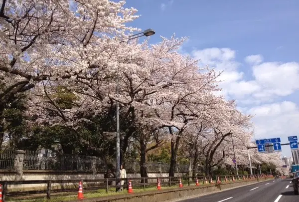イギリス大使館前の桜並木
