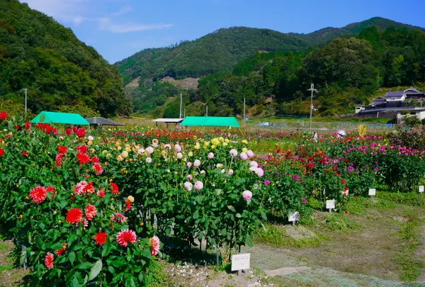 黒川ダリア園へ行くなら おすすめの過ごし方や周辺情報をチェック Holiday ホリデー