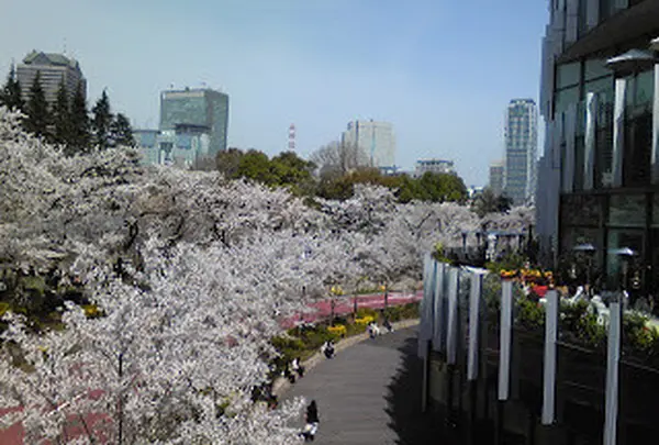 東京ミッドタウンの桜が華やか