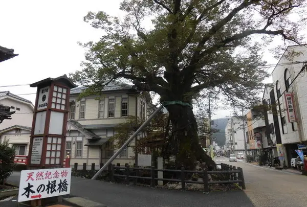 大ケヤキ（木の根橋）