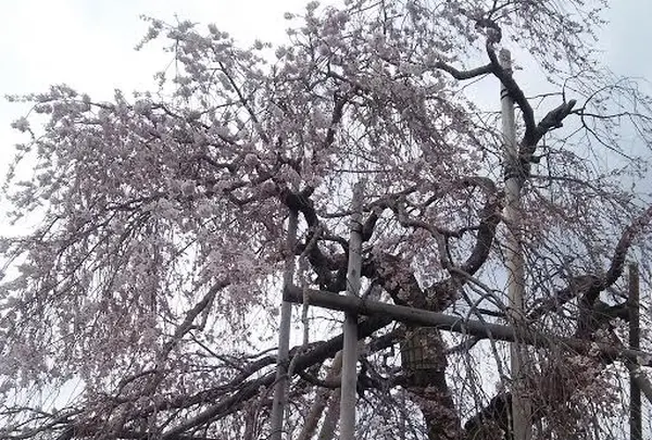 畑のしだれ桜の写真・動画_image_128800