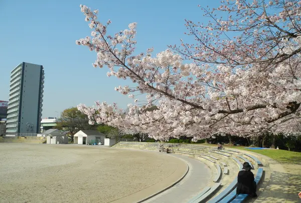 陸上競技場周囲も桜でいっぱい