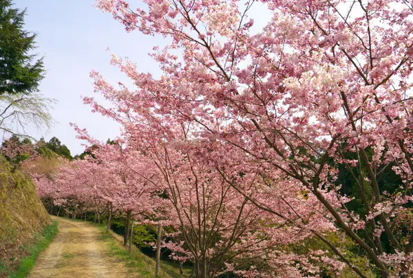 桜の品種が沢山