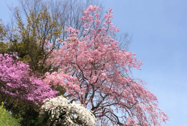 春には綺麗な桜も