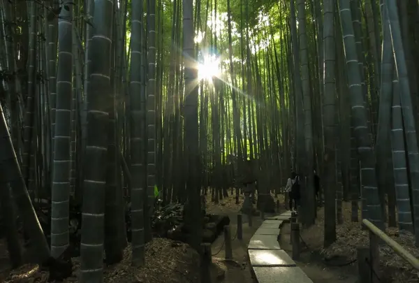 竹林の中を行く