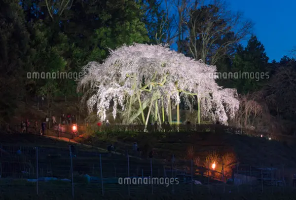 奥山田のしだれ桜