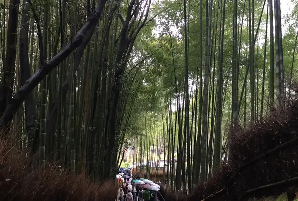 嵐山 竹林の小径の写真・動画_image_310460