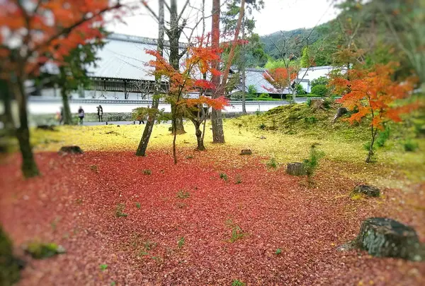 まさに、錦のじゅうたん