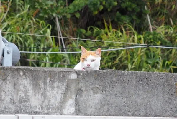 江ノ島の住人････それとも住猫？