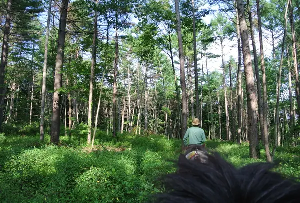 森の中を乗馬