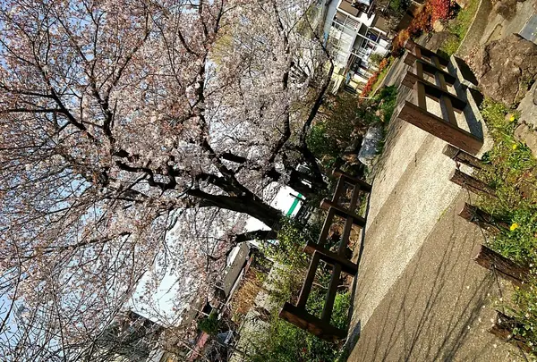 近くの公園