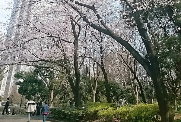 新宿中央公園の写真・動画_image_126994