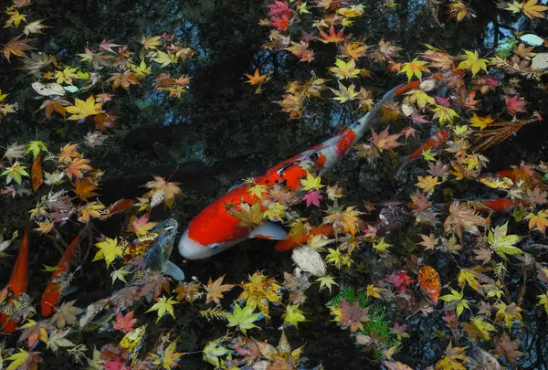 池の中にも紅葉が