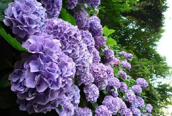 色んな色の紫陽花がありますね❤