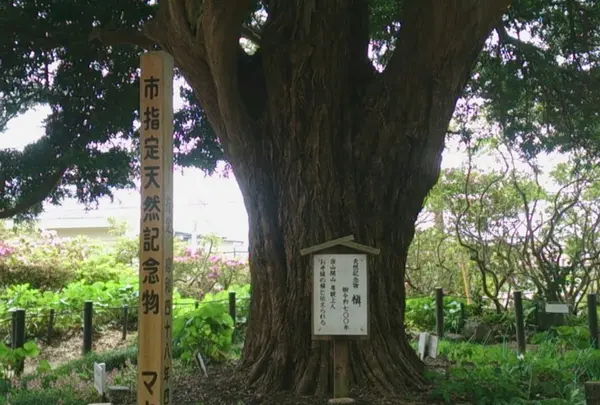 祇園山 安養院の写真・動画_image_134706
