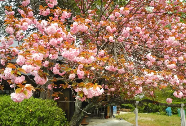 八重桜が綺麗