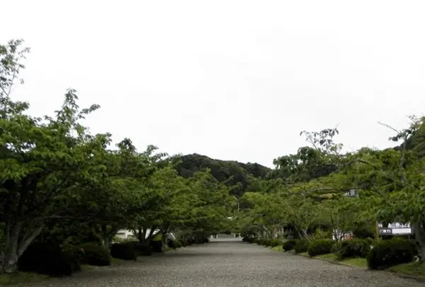 鳥居へ続く広大な参道は桜の名所