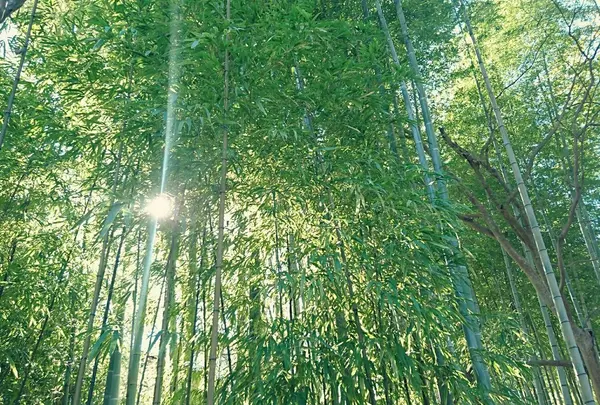 竹林の小径の写真・動画_image_158939