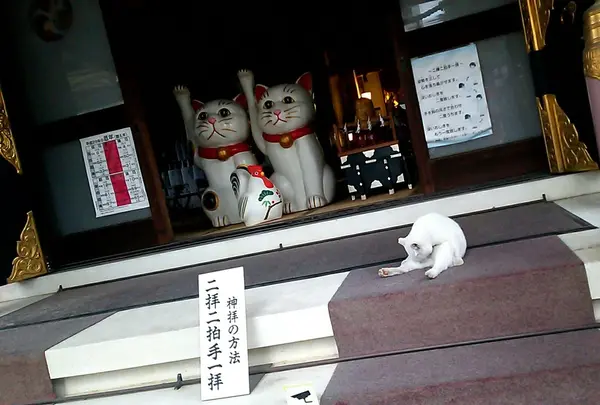 今戸神社の写真・動画_image_169030