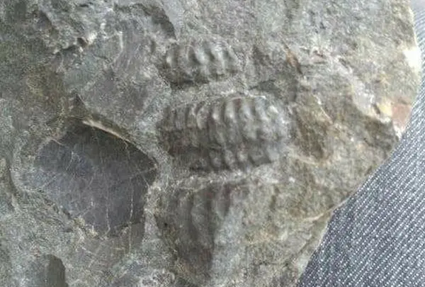 トリゴニア化石採集場の写真・動画_image_177979