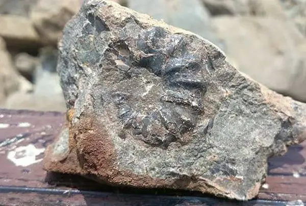 トリゴニア化石採集場の写真・動画_image_178040