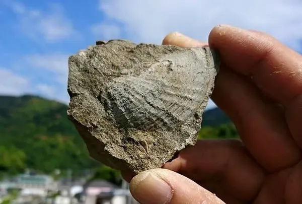 トリゴニア化石採集場の写真・動画_image_178041
