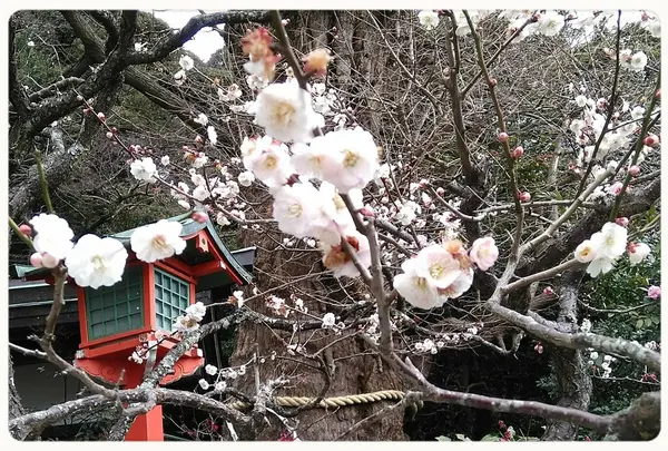 荏柄天神社の写真・動画_image_183188