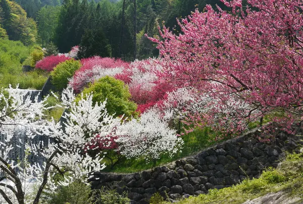 月川温泉の花桃へ行くなら おすすめの過ごし方や周辺情報をチェック Holiday ホリデー