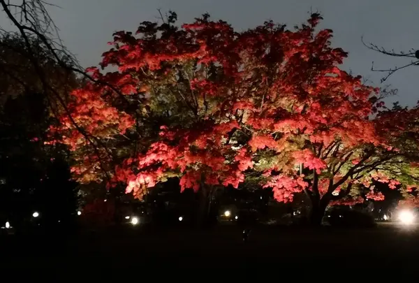 紅葉の大木