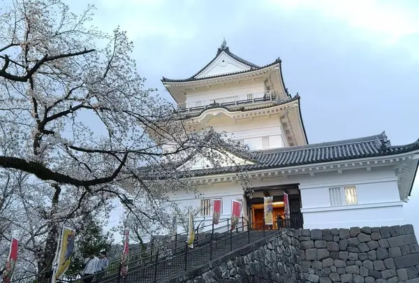 6部咲きのさくら