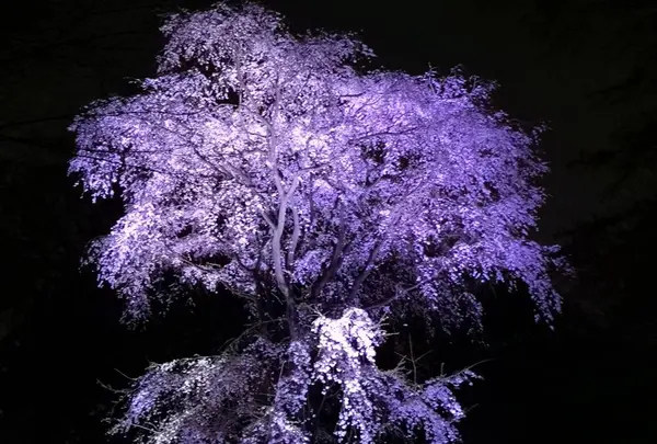 垂れ桜のライトアップ