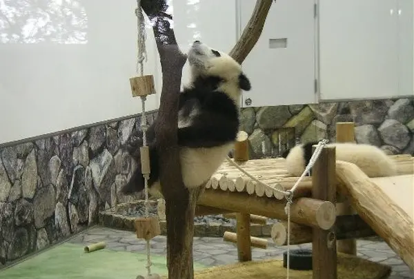 パンダって木に登るのね！