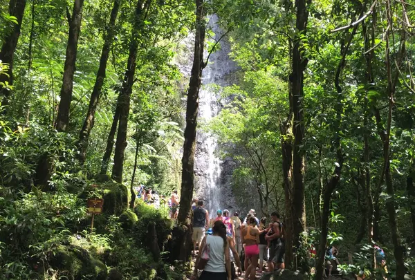 Manoa Fallsの写真・動画_image_42788