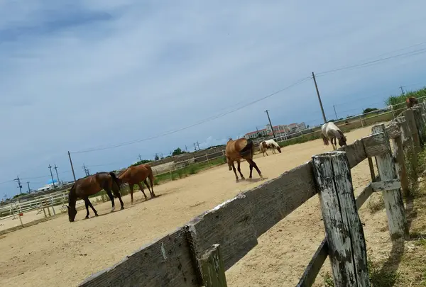 近くの乗馬体験のお馬さん🐴