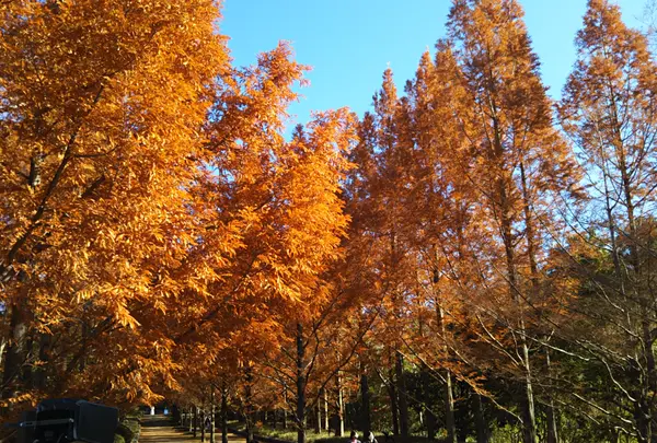 神戸市立森林植物園の写真・動画_image_487867