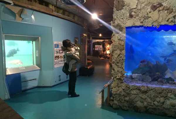 海中水族館シードーナツの写真・動画_image_58831