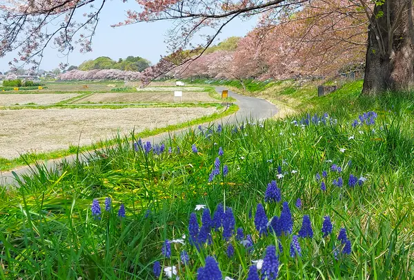 日本一の桜回廊
