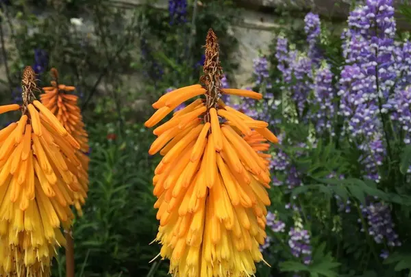 University of Oxford Botanic Gardenの写真・動画_image_62344