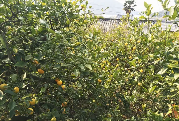 レモン畑