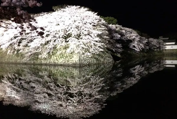 お店の目の前から見ることの出来る彦根城の夜桜