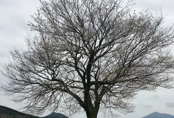前原の一本桜の写真・動画_image_72217