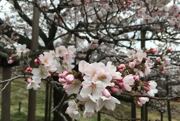 観音桜の写真・動画_image_72218