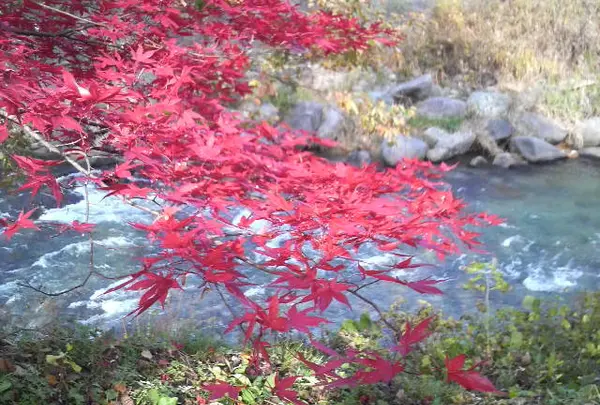 関東とは紅葉の色が違います。